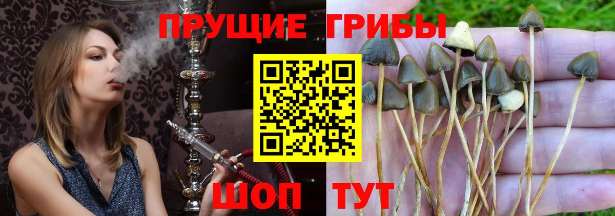 Галлюциногенные грибы Cubensis  Вход с VPN  Малоярославец 